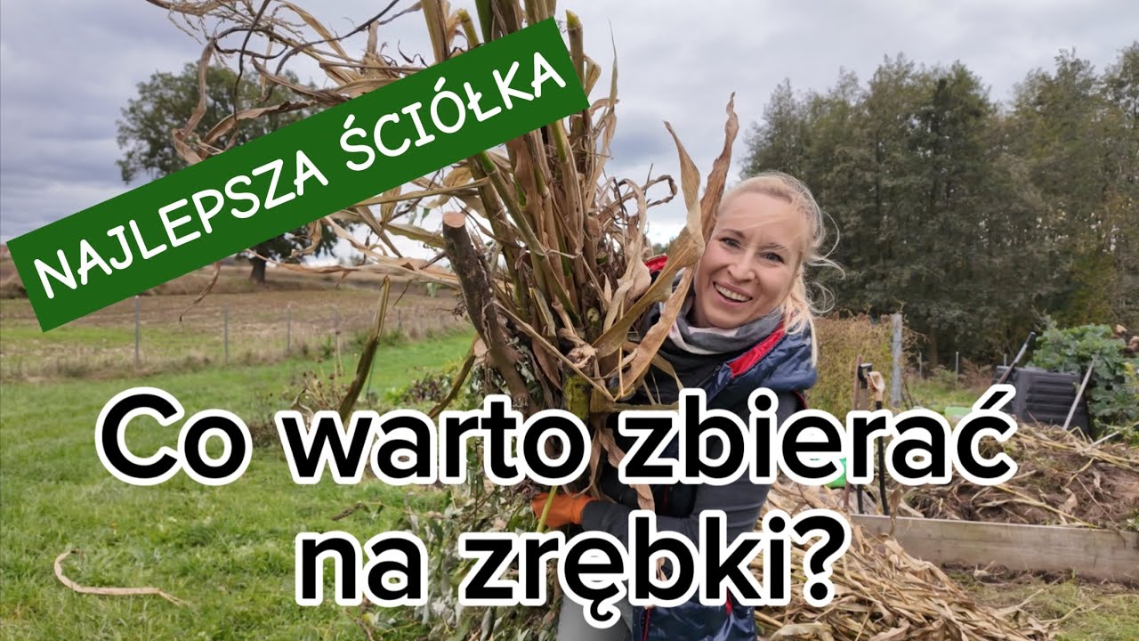 Zbieram materiał na zrębki do testu rębaka. 