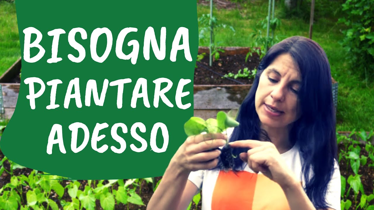 Cosa coltivare a MAGGIO nell'ORTO: semine e trapianti
