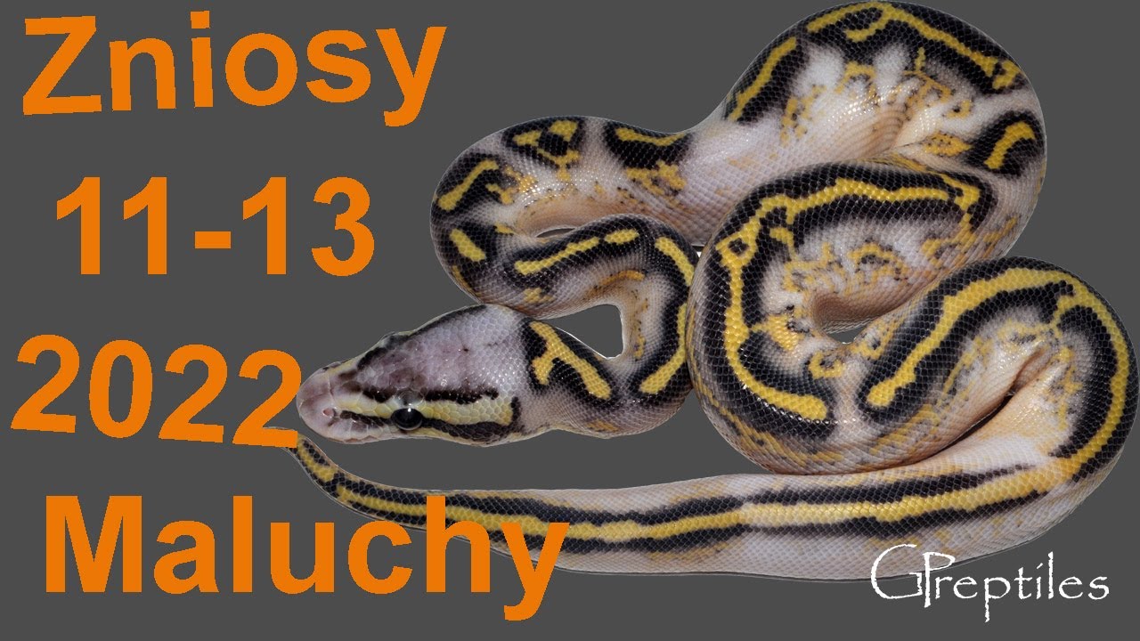 Zniosy 11 do 13 Pytonów Królewskich w sezonie 2022!