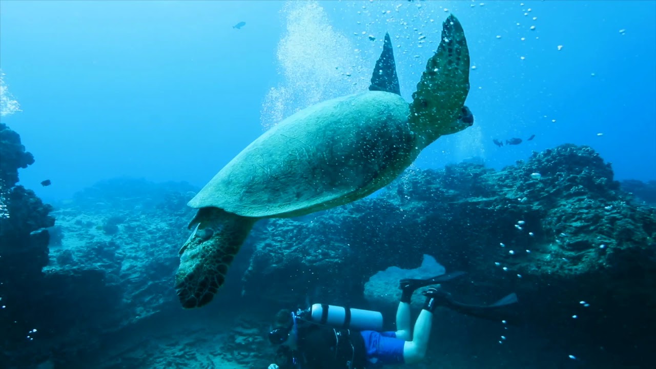 Hawaii Kai Three Tank Scuba Diving Charter Island Divers Hawaii