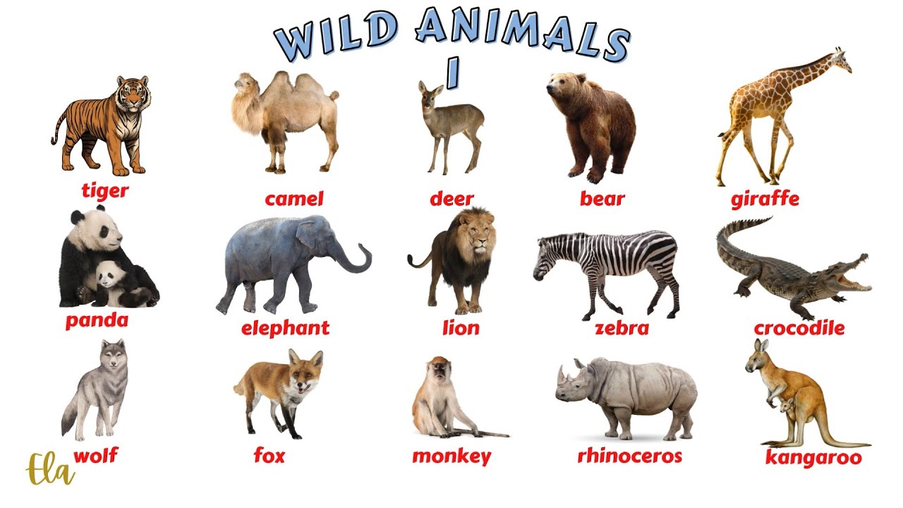 WILD ANIMALS 1, Wild Animals for Kids, Wild Animals for English-language Learners