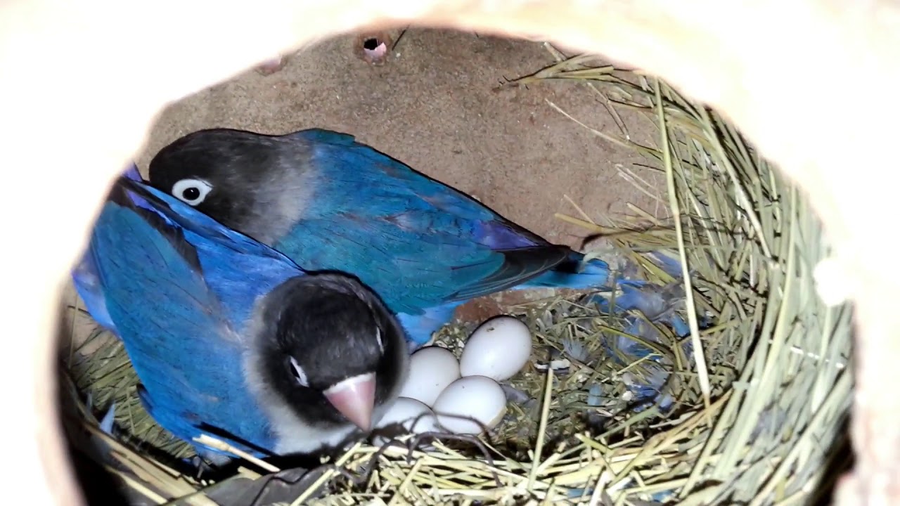 New Lovebirds Parrot Progress All Pairs Start Breeding