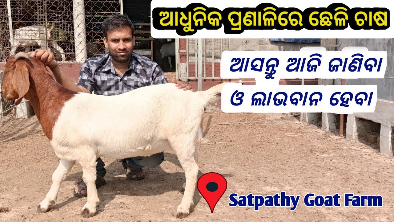 ଆସନ୍ତୁ ଆଜି ଜାଣିବା ଛେଳି ଚାଷର ନୂତନ ପ୍ରଣାଳୀ //Today we will learn new about goat farm! #goatfarm #goat