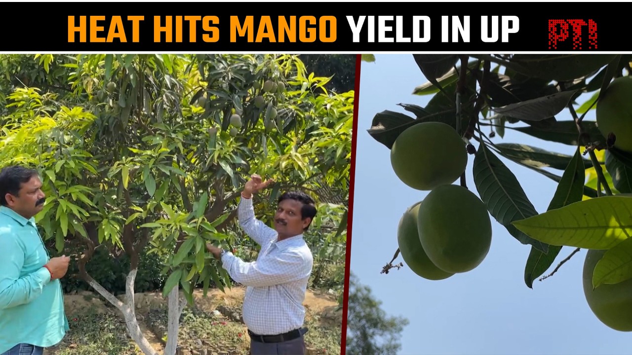 UP: Extreme heat reduces &lsquo;langda&rsquo;, &lsquo;chausa&rsquo; mango yield; new varieties may offset decline
