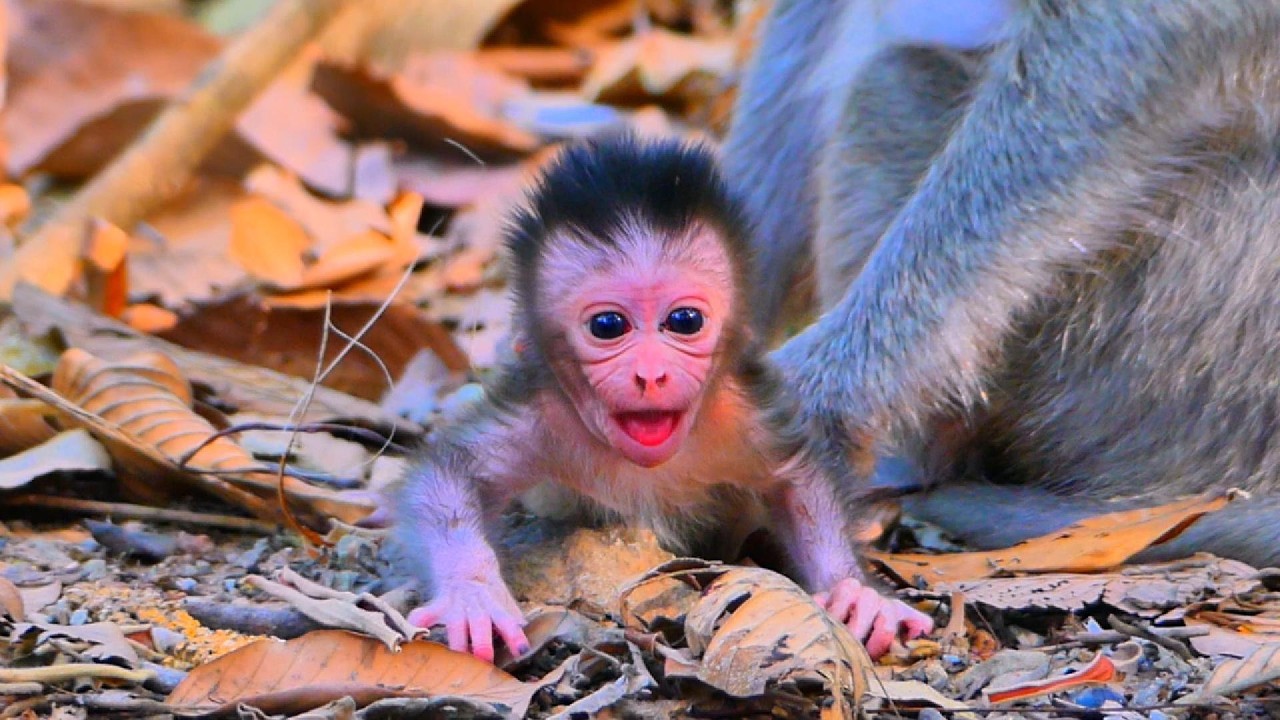 ...SO CUTE MONKEY...!