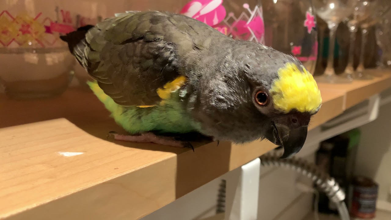 Lady Michael my Meyer’s Parrot
