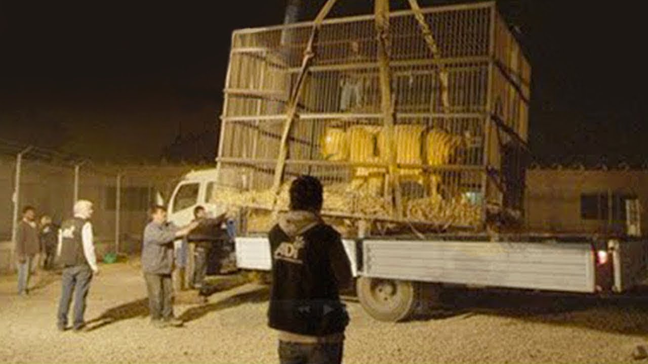 Kjo krijese e cuditshme eshte mbajtur per shume kohe e burgosur ! Zbulojeni Pse …