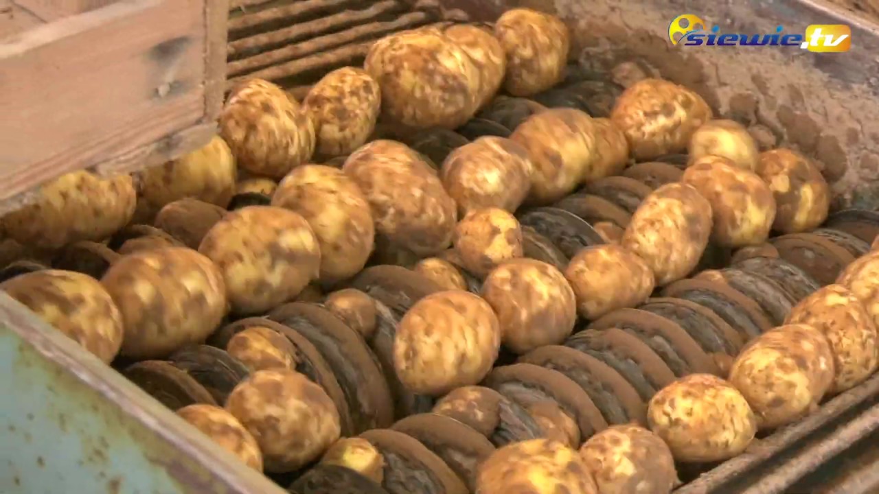 ROLNICY Z SIERADZKIEGO ZBIERAJĄ WCZESNE ZIEMNIAKI - siewie.tv