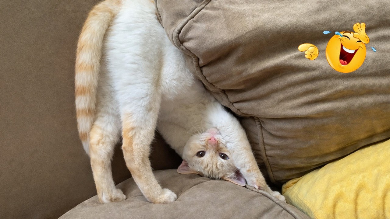 You Laugh You Lose 😂😹 | Ultimate Funny Cat Compilation