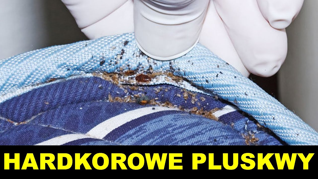 ZWALCZANIE PLUSKIEW – PRAWDZIWE NAGRANIE Z MIESZKANIA KLIENTKI