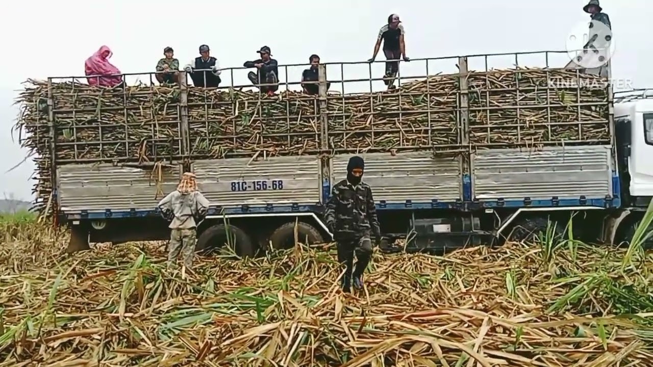 thu có đi bóc mía trời đang mưa ☔☔