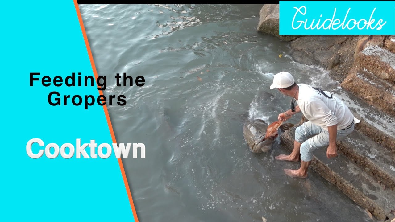 Feeding the Gropers in Cooktown
