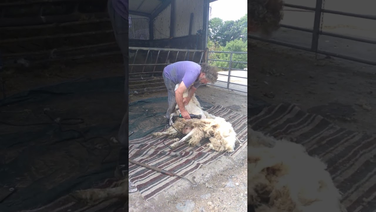 Sheep shearing June 5, 2023