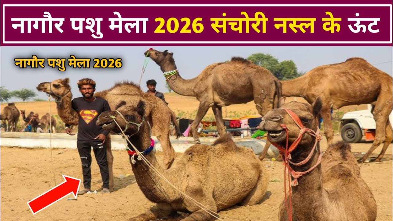 इस बार नागौर पशु मेले में आए संचारी नस्ल के ऊंट और बीके लाखों रुपए में मलिक का क्या कहना सुनिए नागौर