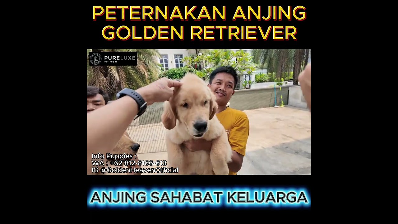 Golden Retriever Air Buds Puppies