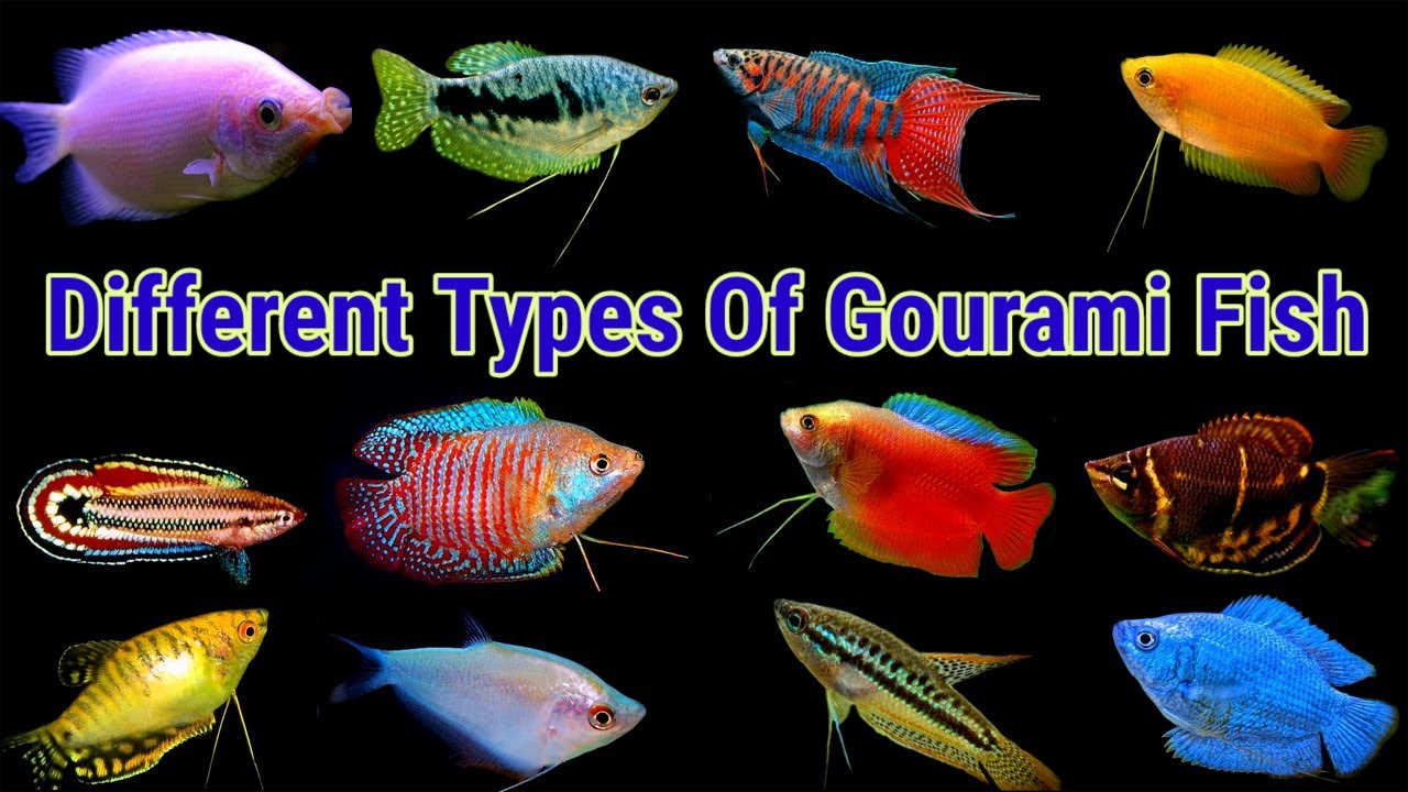Different Types Of Gourami Fish