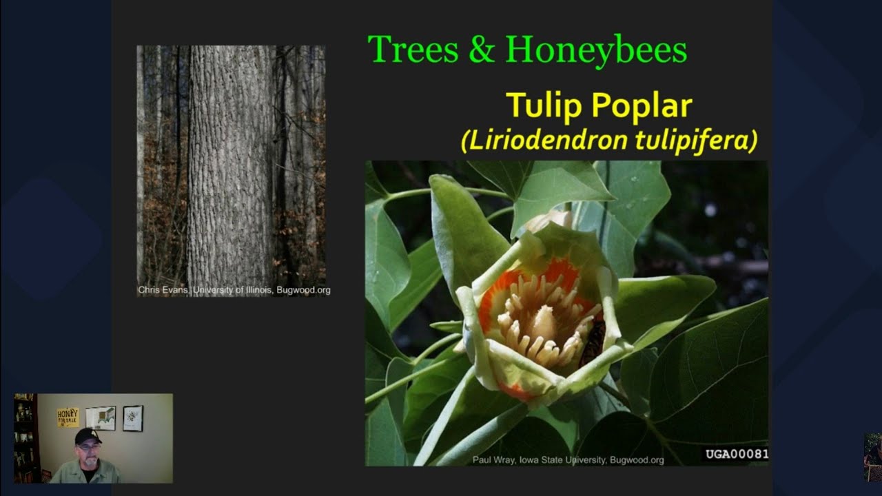 Trees & Honeybees  - Tulip Poplar