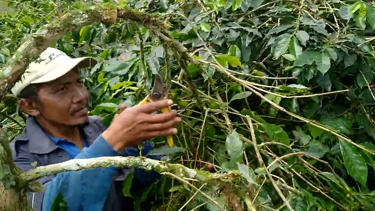 Pangkas kopi tim tim yang sudah 5 tahun dianggurin