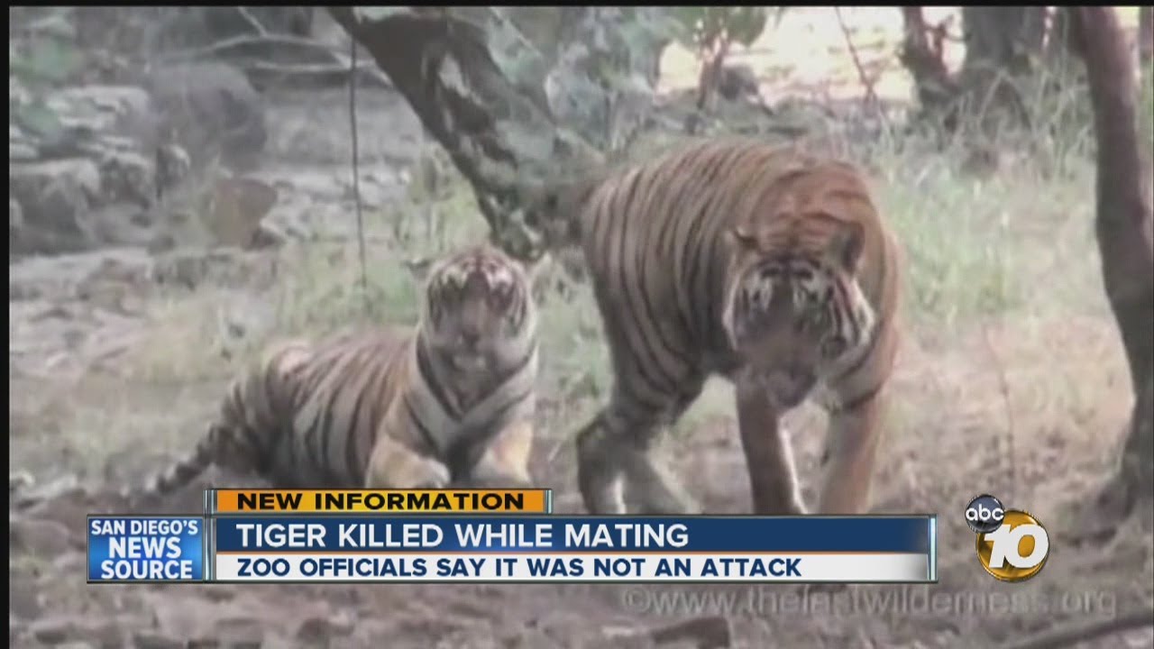 Female tiger killed while mating at San Diego Zoo: Officials say incident was not attack