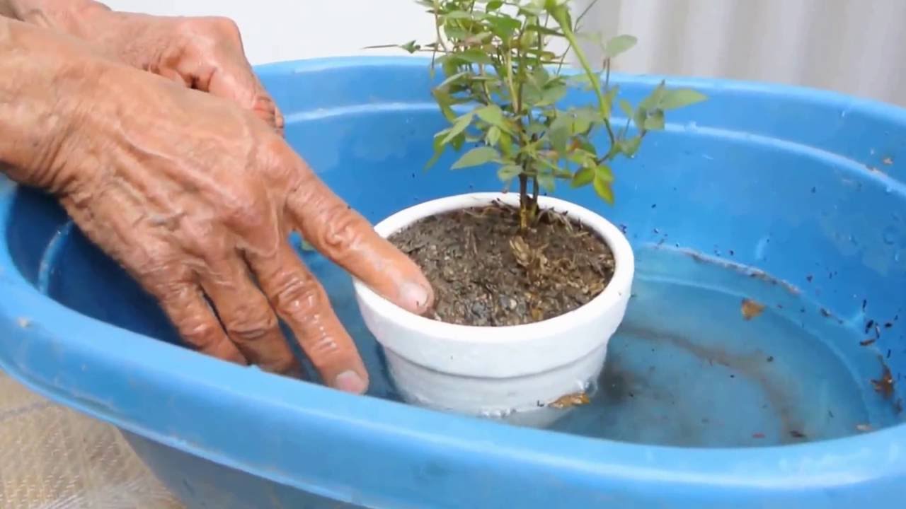 El riego de las rositas en miniatura