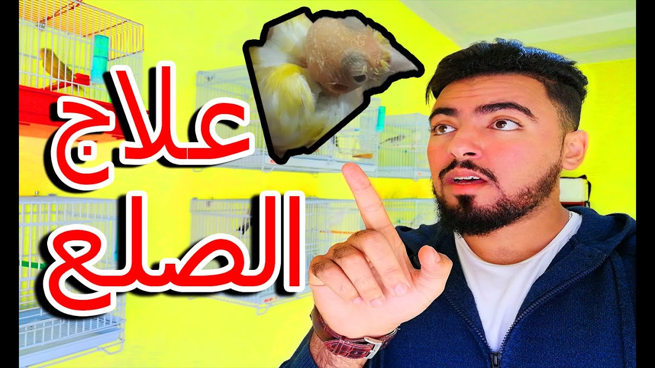 احسن 😮 و أسرع علاج طبيعي ل الصلع عند الطيور 🐦🦜🐦