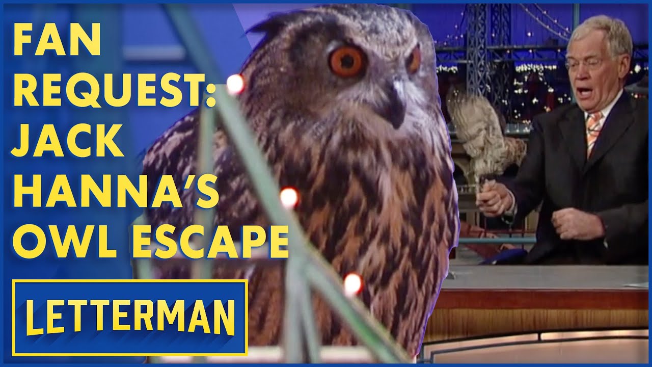 Запрос фаната: гигантская сова Джека Ханны сбежала | Леттерман