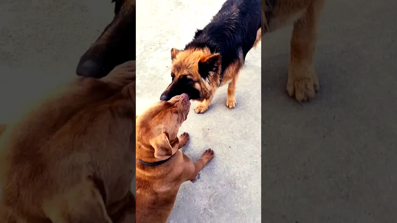 fight between pitbull and German shepherd ।। #funny #viral #shorts