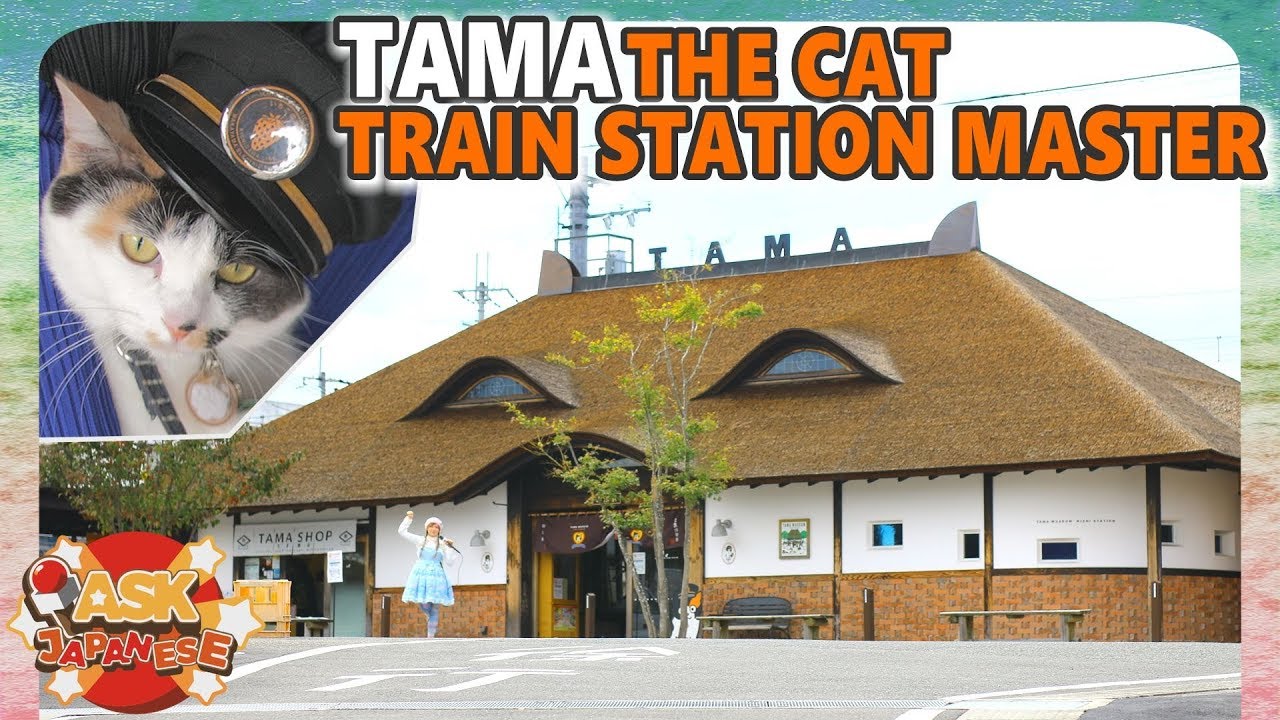 Japan has a CAT as STATION MASTER and we wanna see why!