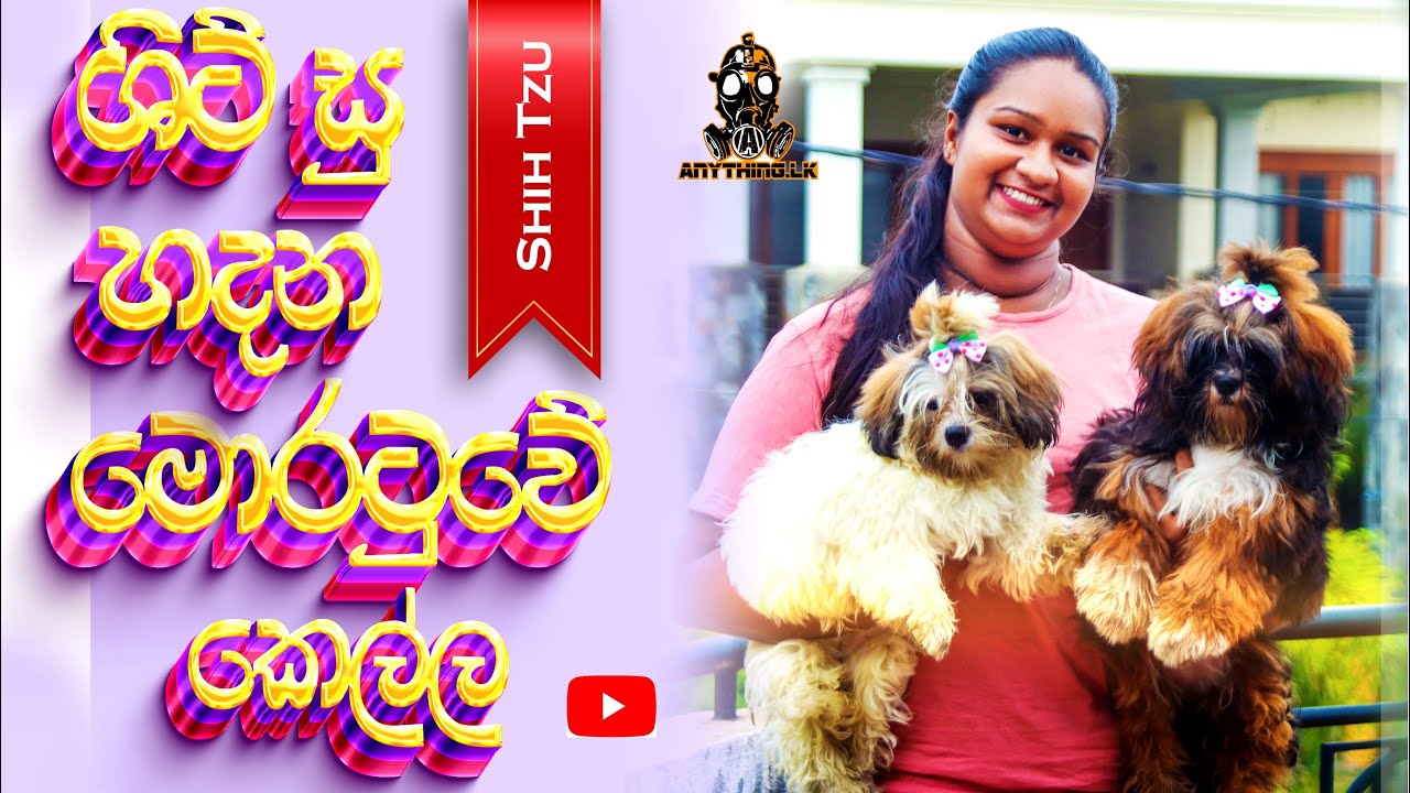 ශිට්සු බව්වන් ඇති කරන විදිහ | All About Shih Tzu Dog | Anything.lk