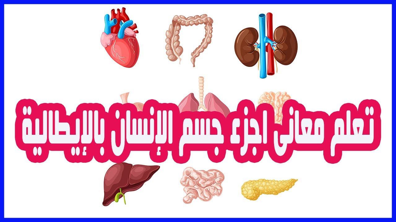 تعلم معانى اعضاء جسم الانسان باللغة الايطالية