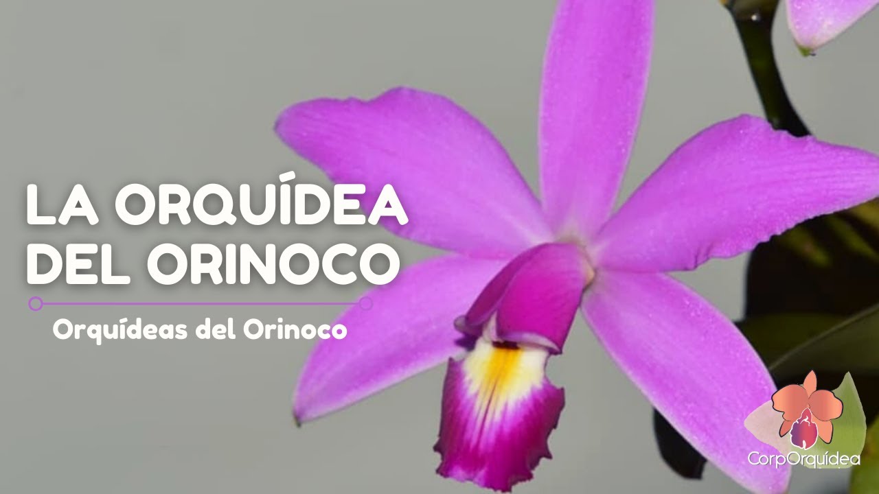 La Orquídea del Orinoco, orquídeas de la Orinoquia| CorpOrquídea