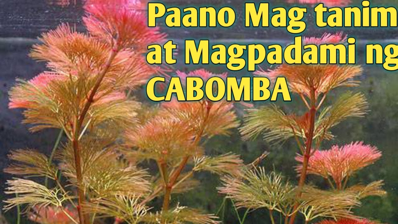 Paano Magtanim at Magpadami ng CABOMBA