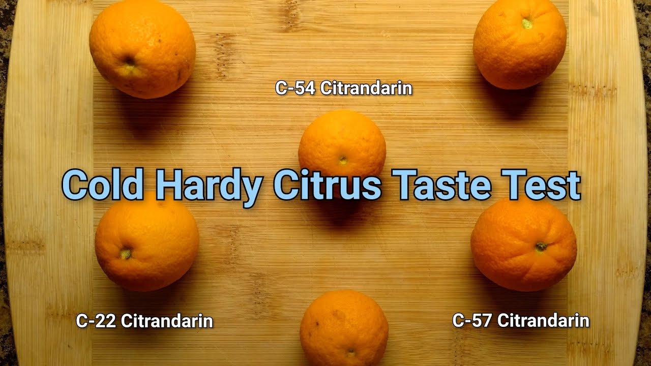 Cold Hardy Citrus Taste Test - C-57, C-54, C-22 Citrandarins 🍊❄️