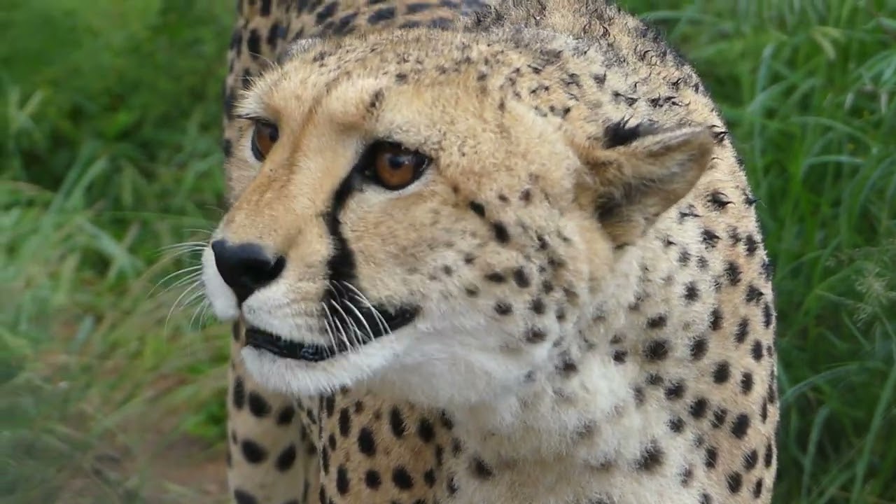 Cheetah says 