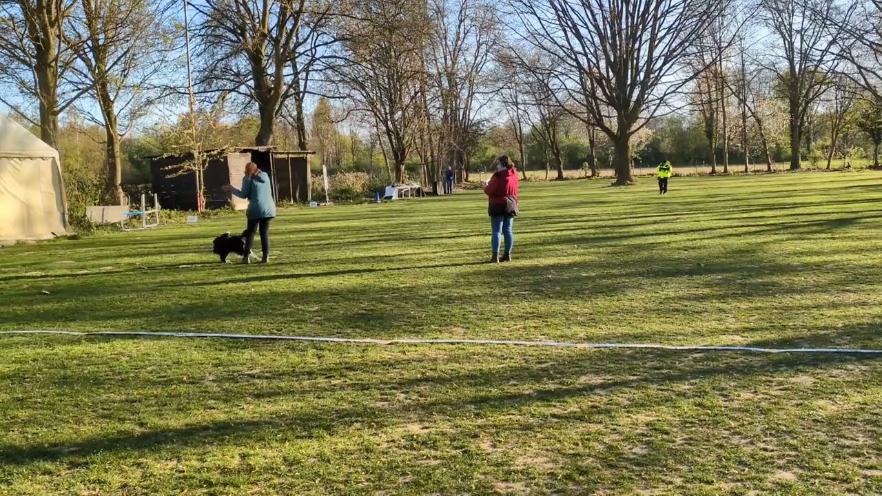 Quinn am 06.04.2025 in der Obedience Klasse 3