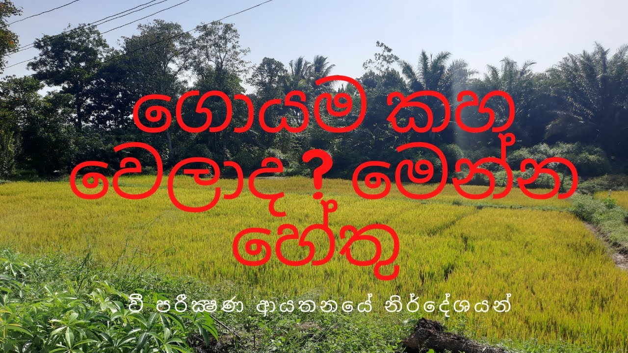 වී වගාව කහ ගැහිලද මෙන්න හේතු | නෙමටෝඩාවන් , පැලමැක්කන් හෝ පොහොර 