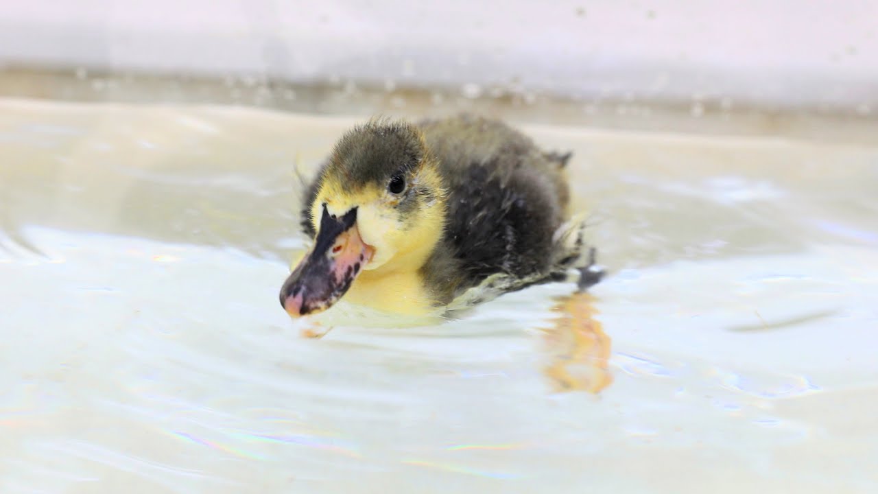 生まれて初めての水浴び