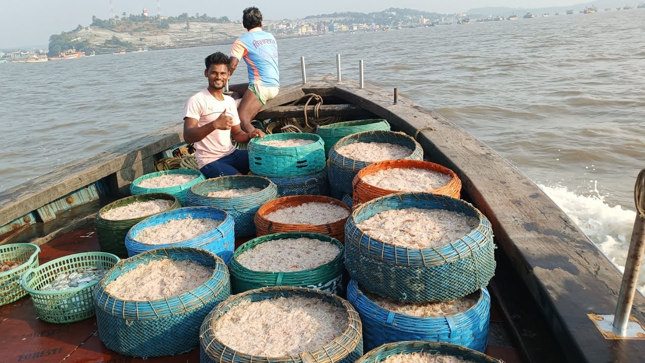 जवळा मासेमारीचा पहिला दिवस.pawns fishing. mumbai indian fishing ⛵