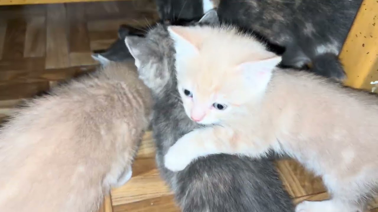 Kids kitty cats everywhere 