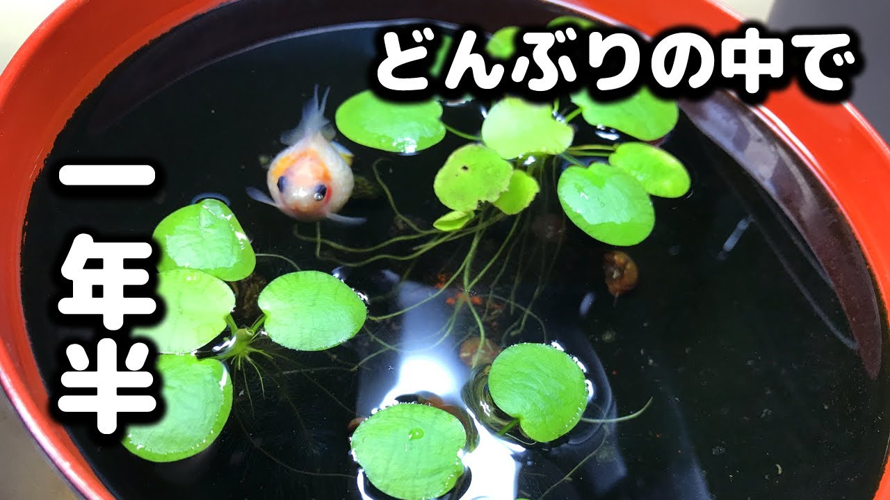 【どんぶり金魚】ピンポンパールと らんちうの近況報告とメンテ・餌やり 前編【箱金魚】パールスケール