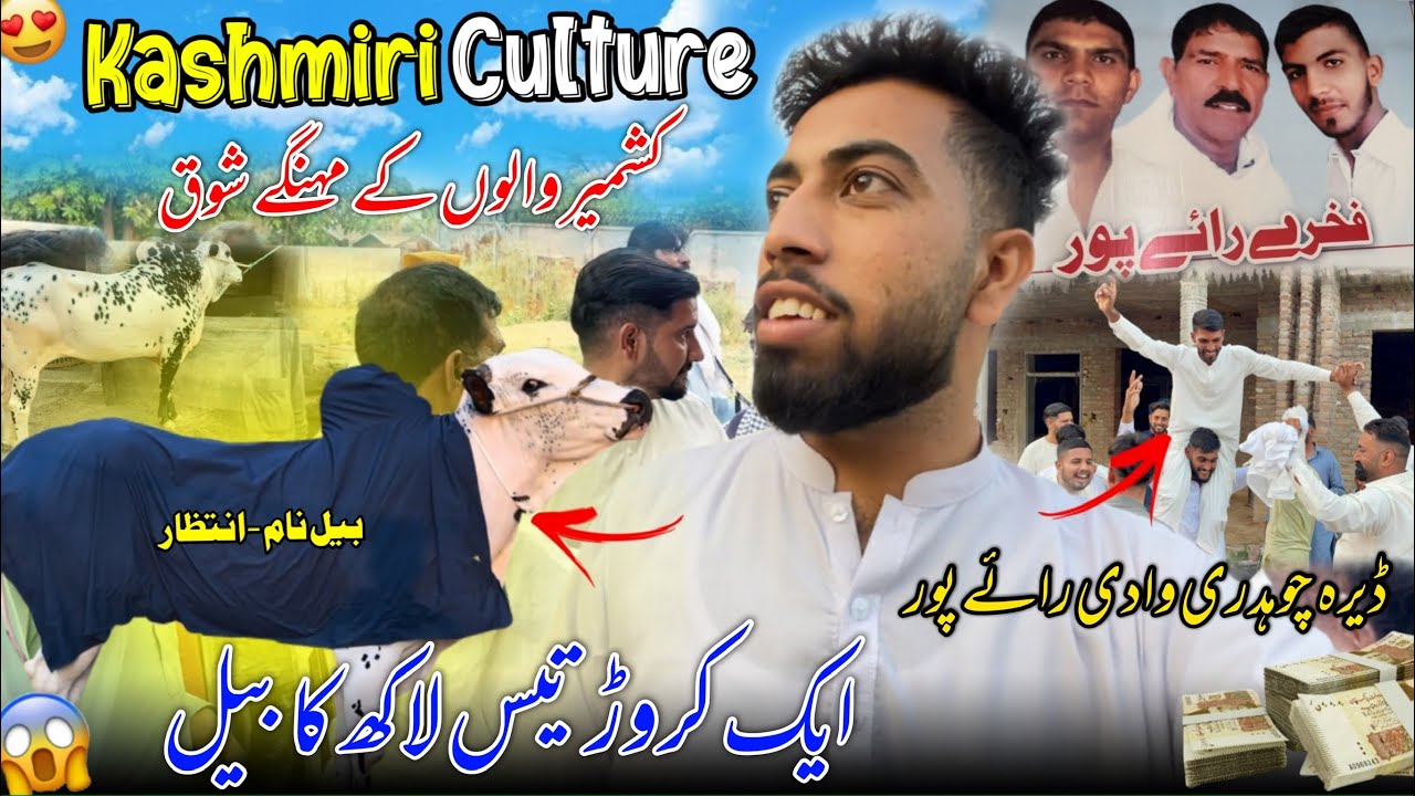 Traditional Kashmir Culture 😍 Bull Worth 1 Crore 30 Lac 😱 Dera Ch Waadi Raipur Dadyal || Vlog