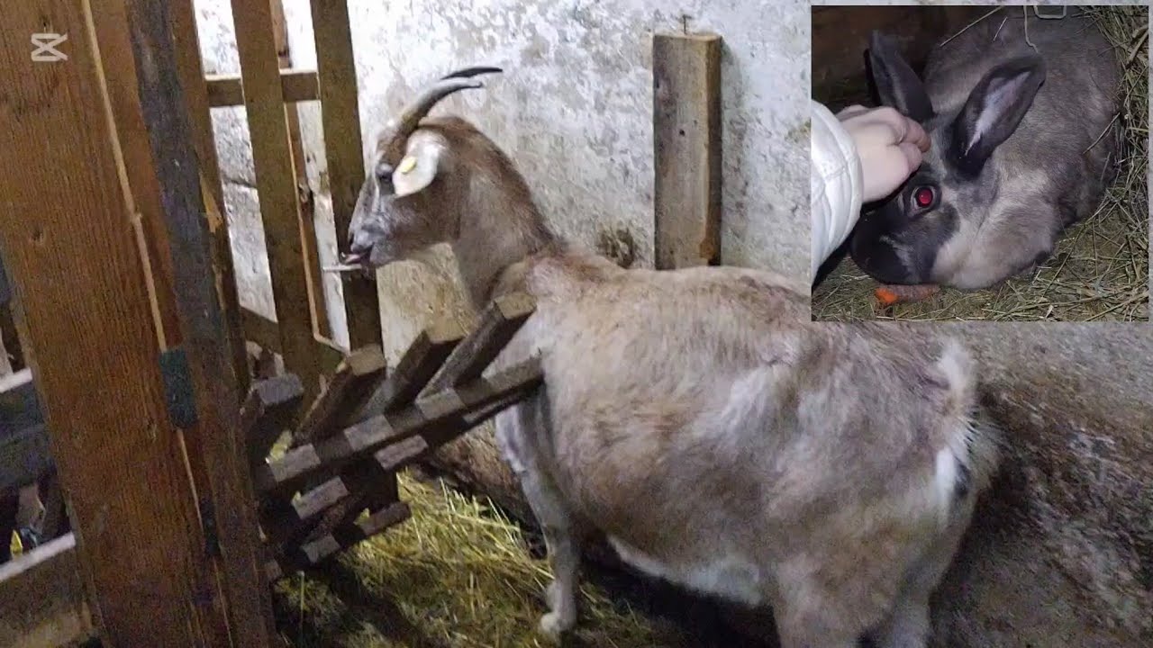 VYLOMENINY NAŠICH KÔZ A ĎALŠIE NOVINKY NA NAŠEJ FARMIČKE !!!