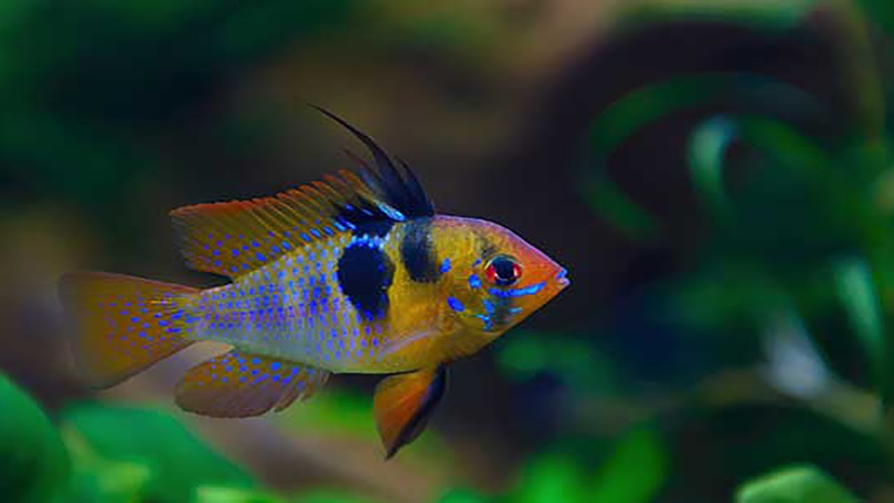 Common Ram fish types | Ram Cichlid types