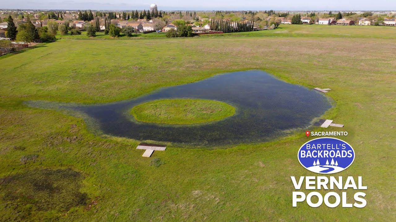 Hidden Wetlands: One of the Last of California’s Vernal Pools| Bartell's Backroads