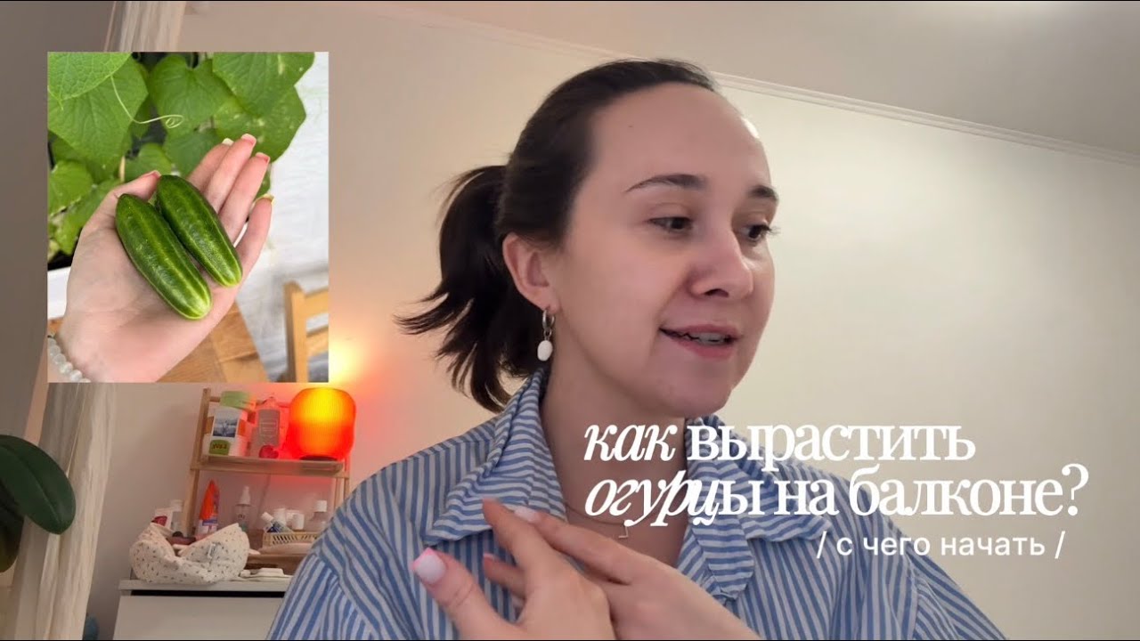 идея хобби / выращиваем огурцы на балконе / с чего начать 