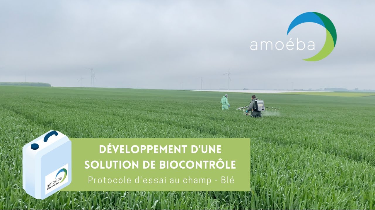 Les essais au champ, étape indispensable à l’élaboration d’un bio-fongicide