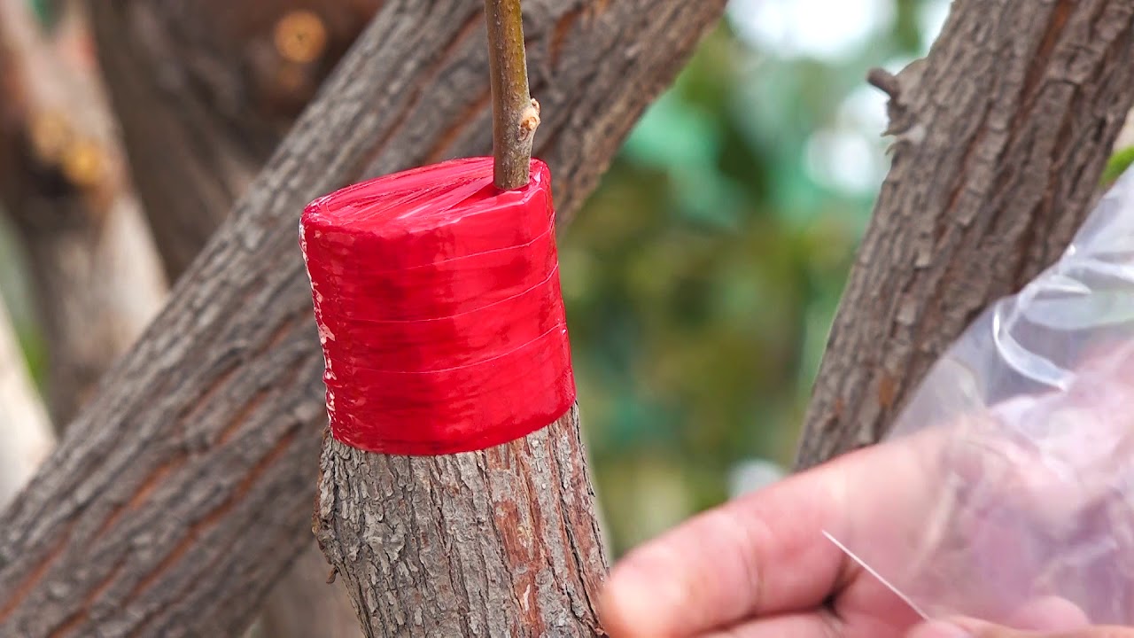 تقليم وتطعيم اشجار السدر  الكنار(منازل الخصيب) How to pruning and grafting jujube