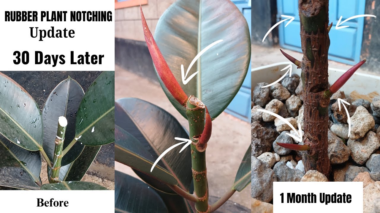 Rubber Plant Branching By #notching #update 30 Days Update