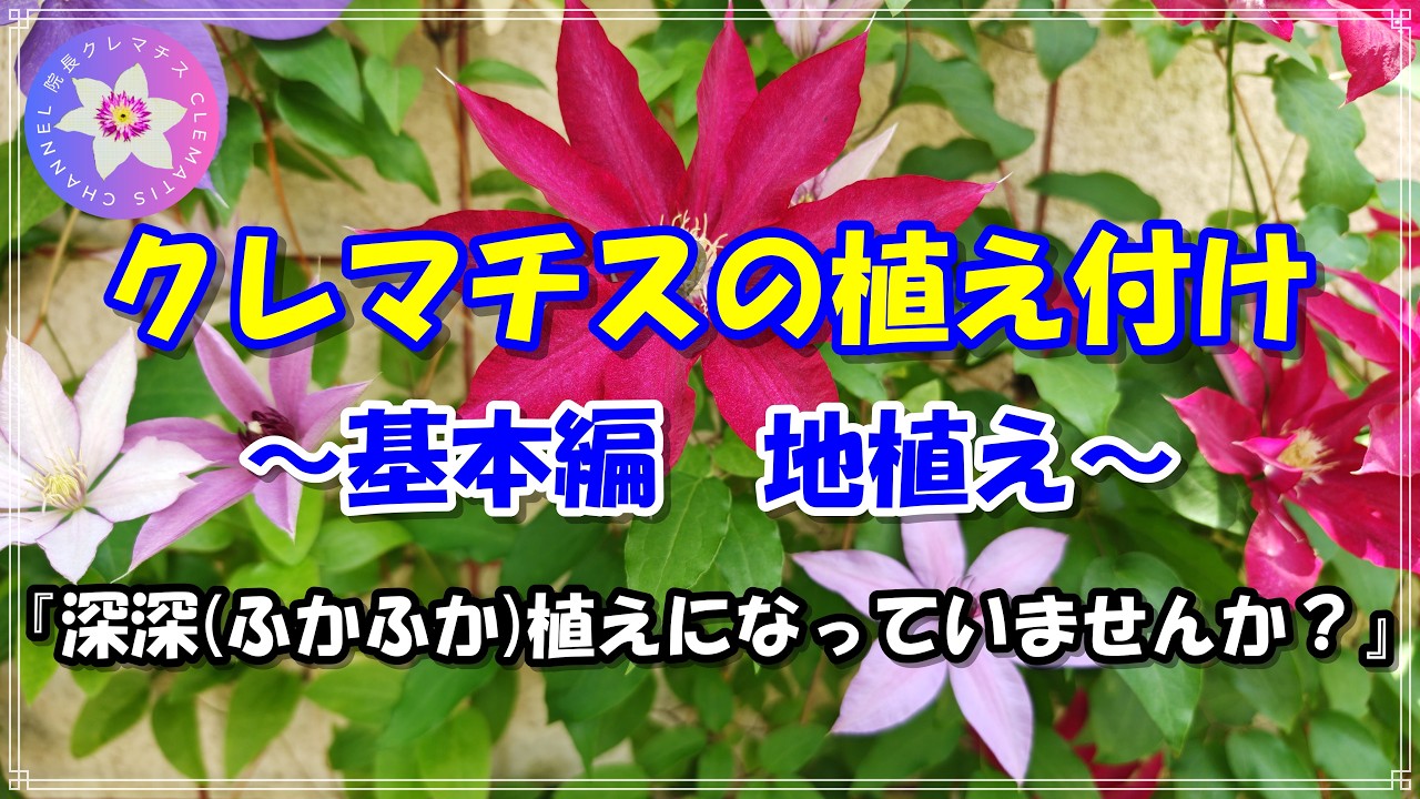 クレマチスの植え付け　基本編　地植え