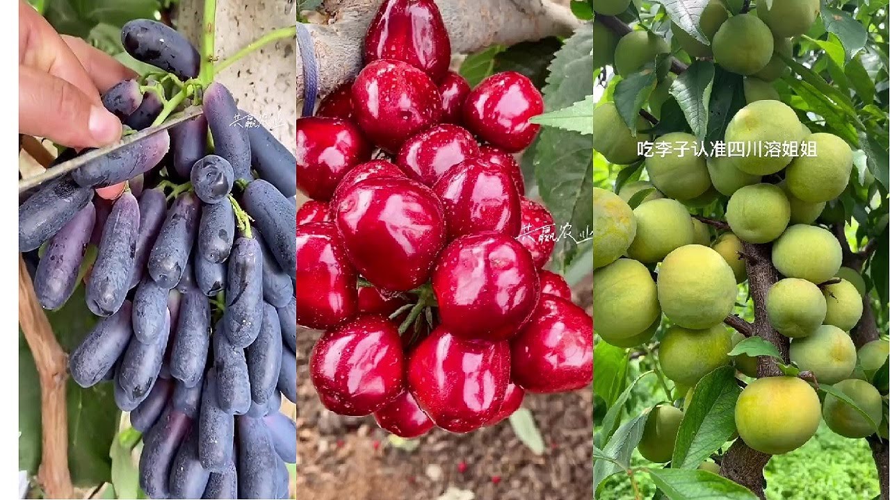 Hoa quả Trung Quốc cực đ&atilde; mắt - ăn tr&aacute;i c&acirc;y tại vườn #65 #fruit #tiktokchina